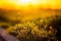 Uzi芸阿娜皮肤猜想，Doinb炮轰朱开，Kkoma与T1对赌协议引爆电竞圈